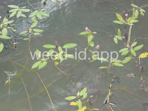 smartweed, water